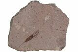 Fossil Eocrinoid (Ascocystites) - El Kaid Rami, Morocco #188607-1